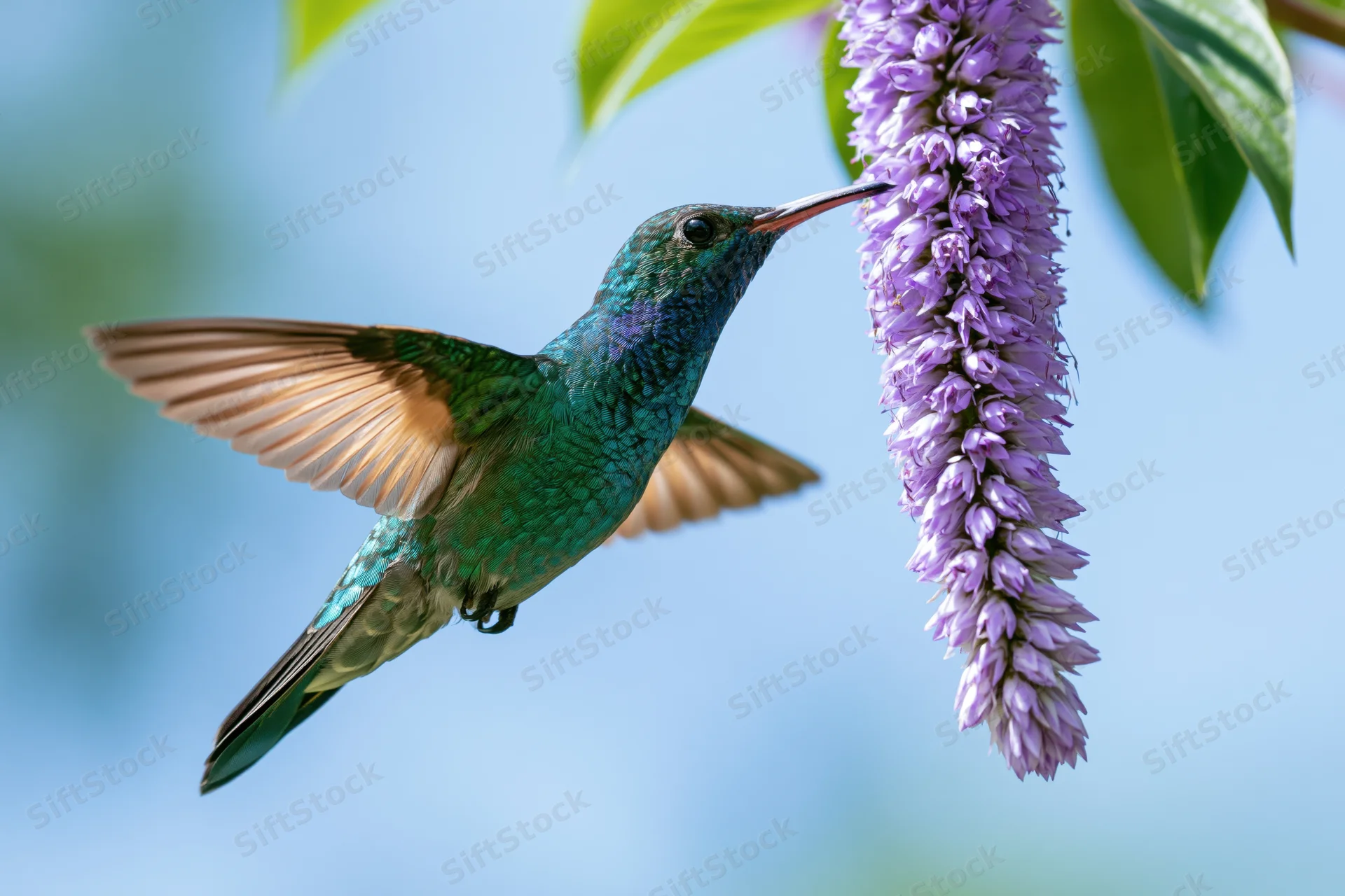 Green-blue hummingbird hovering mid-flight feeding from a purple flower in a garden setting