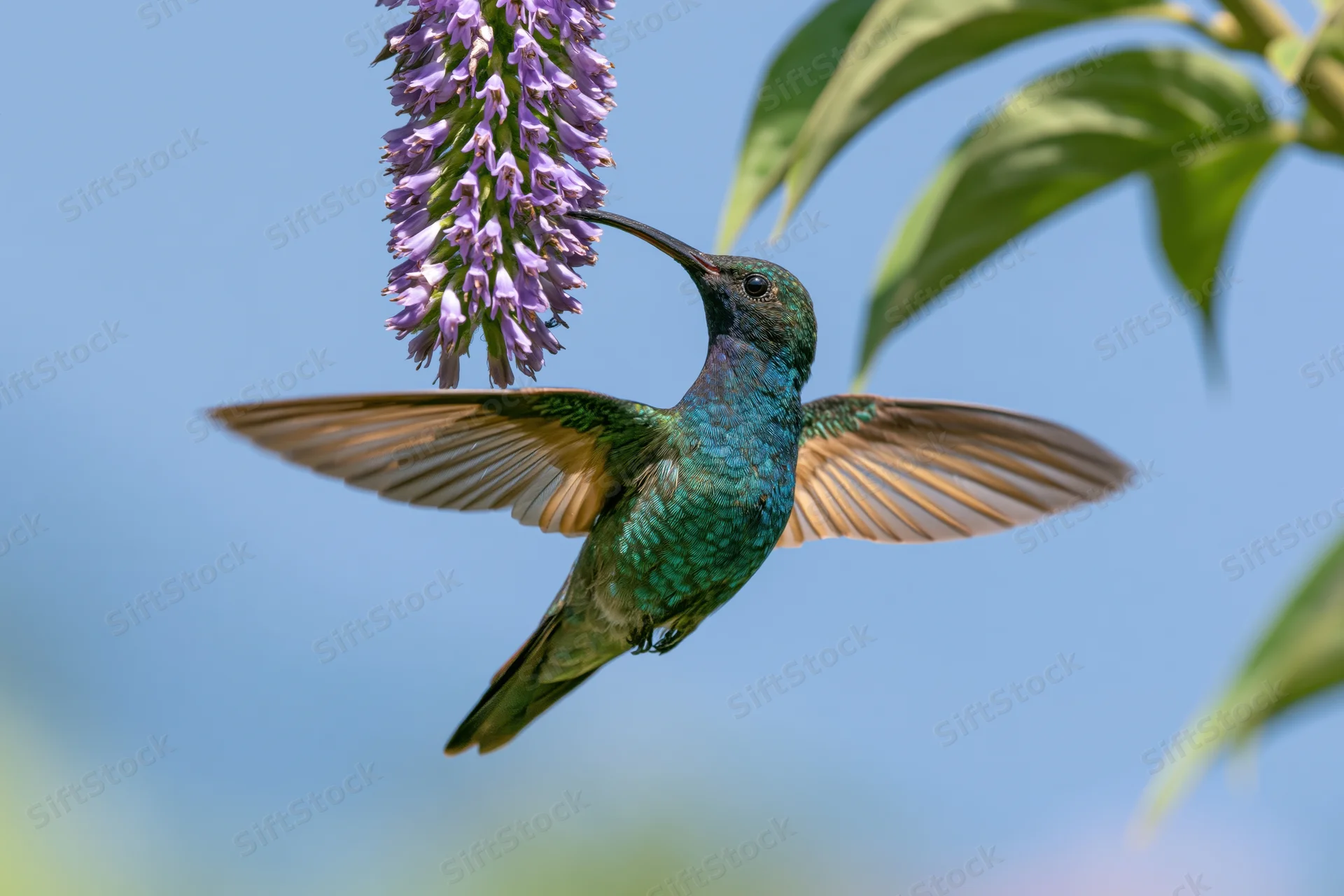 Green-blue hummingbird hovering mid-flight feeding from a purple flower against a clear blue sky