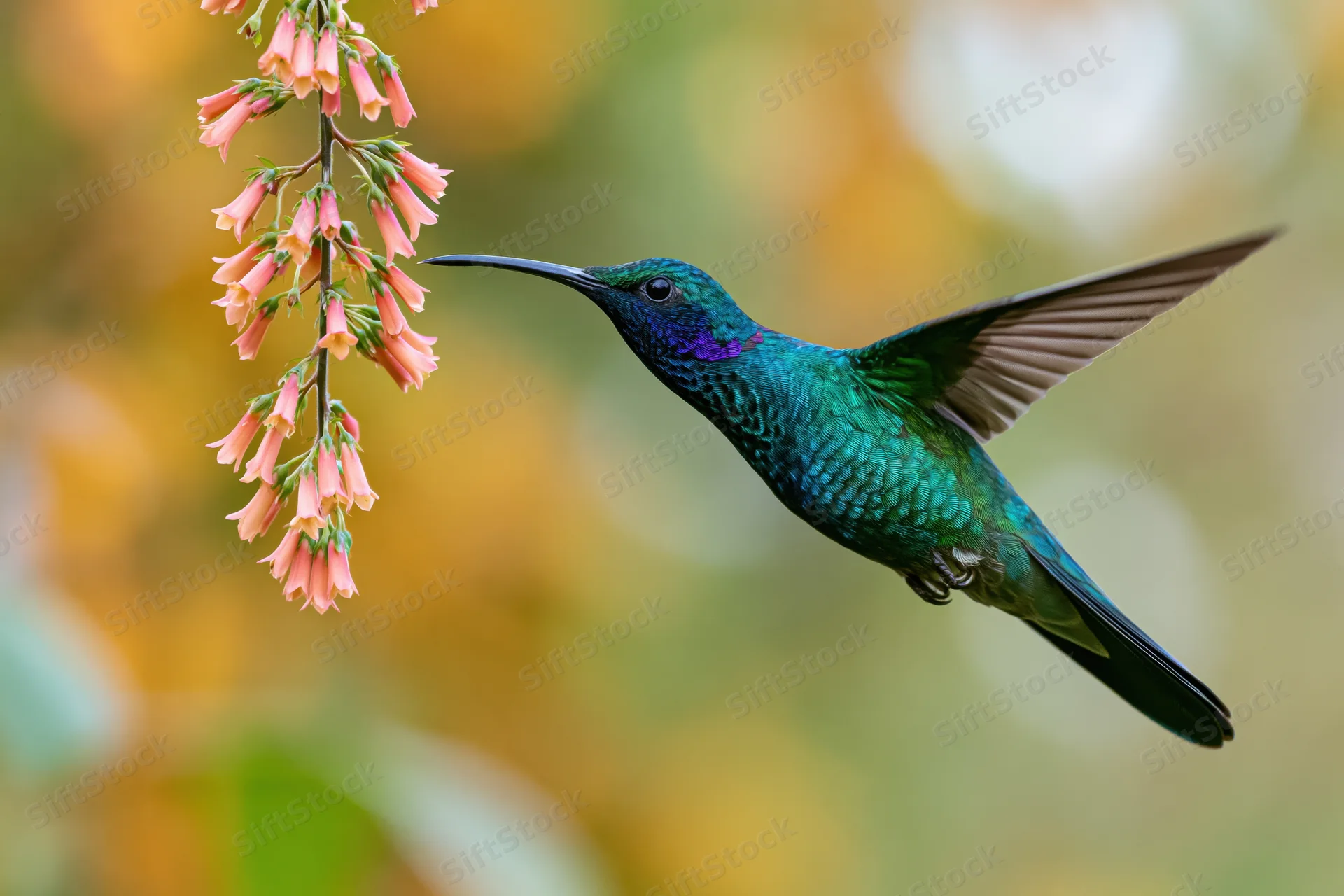 Green violet-ear hummingbird hovering mid-flight with extended beak near pink blossoms