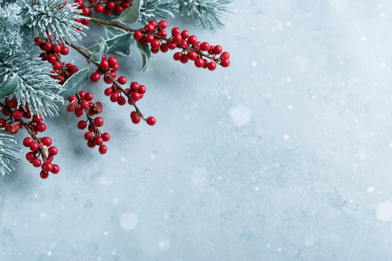Frosted pine and holly branches with red berries arranged on a light blue textured surface with copyspace