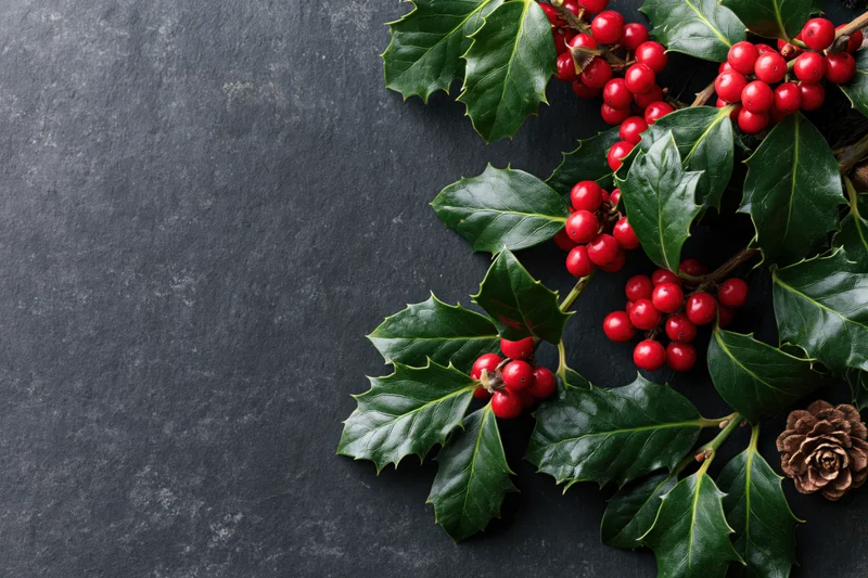 Holly branches with red berries and a pinecone arranged on a dark slate surface