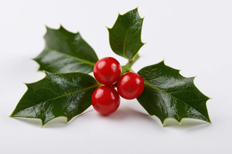 Holly sprig with three red berries and green leaves resting flat on white background