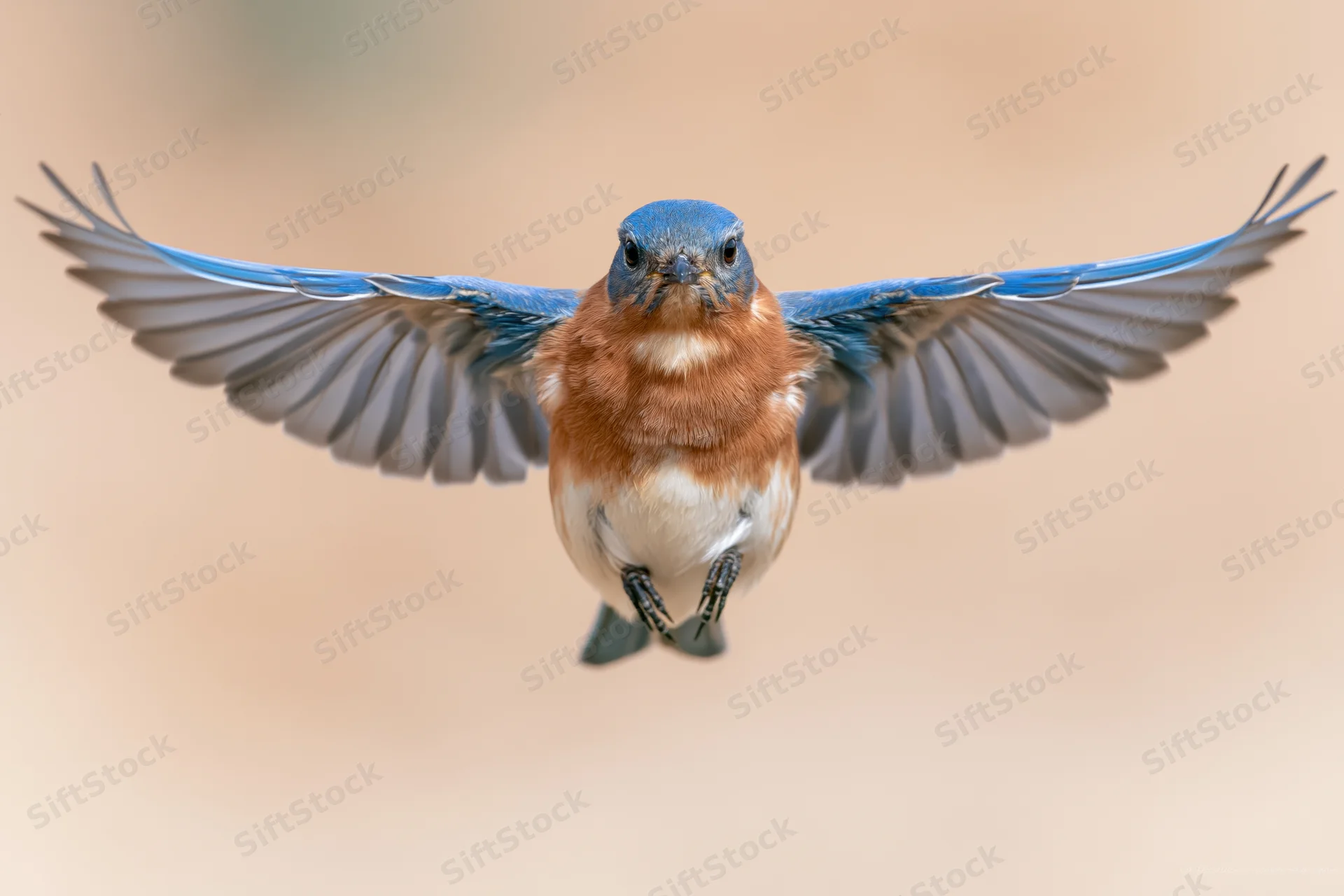 Male eastern bluebird hovering mid-flight with wings spread against soft background