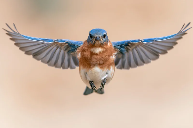 Male eastern bluebird hovering mid-flight with wings spread against soft background