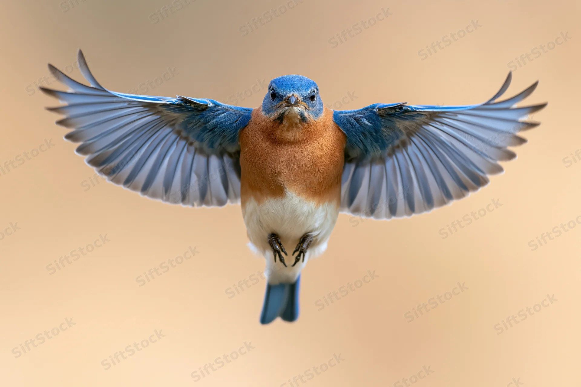 Male eastern bluebird hovering mid-flight with wings spread against soft warm background