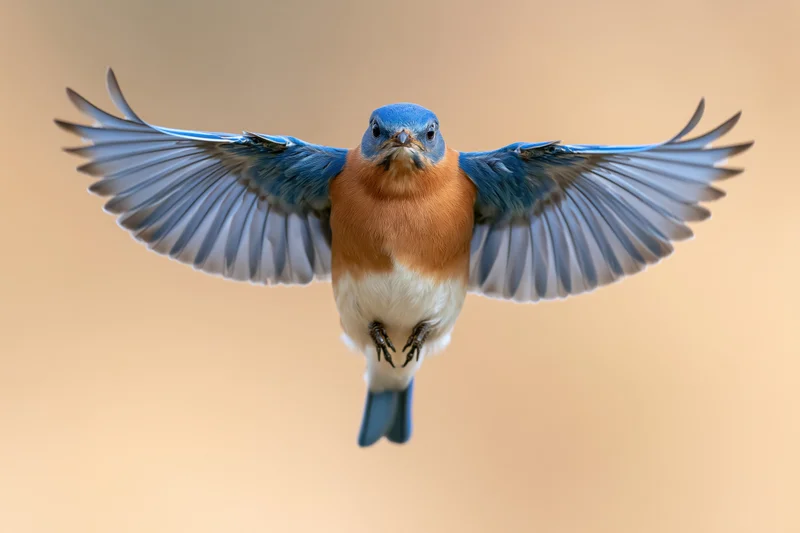Male eastern bluebird hovering mid-flight with wings spread against soft warm background