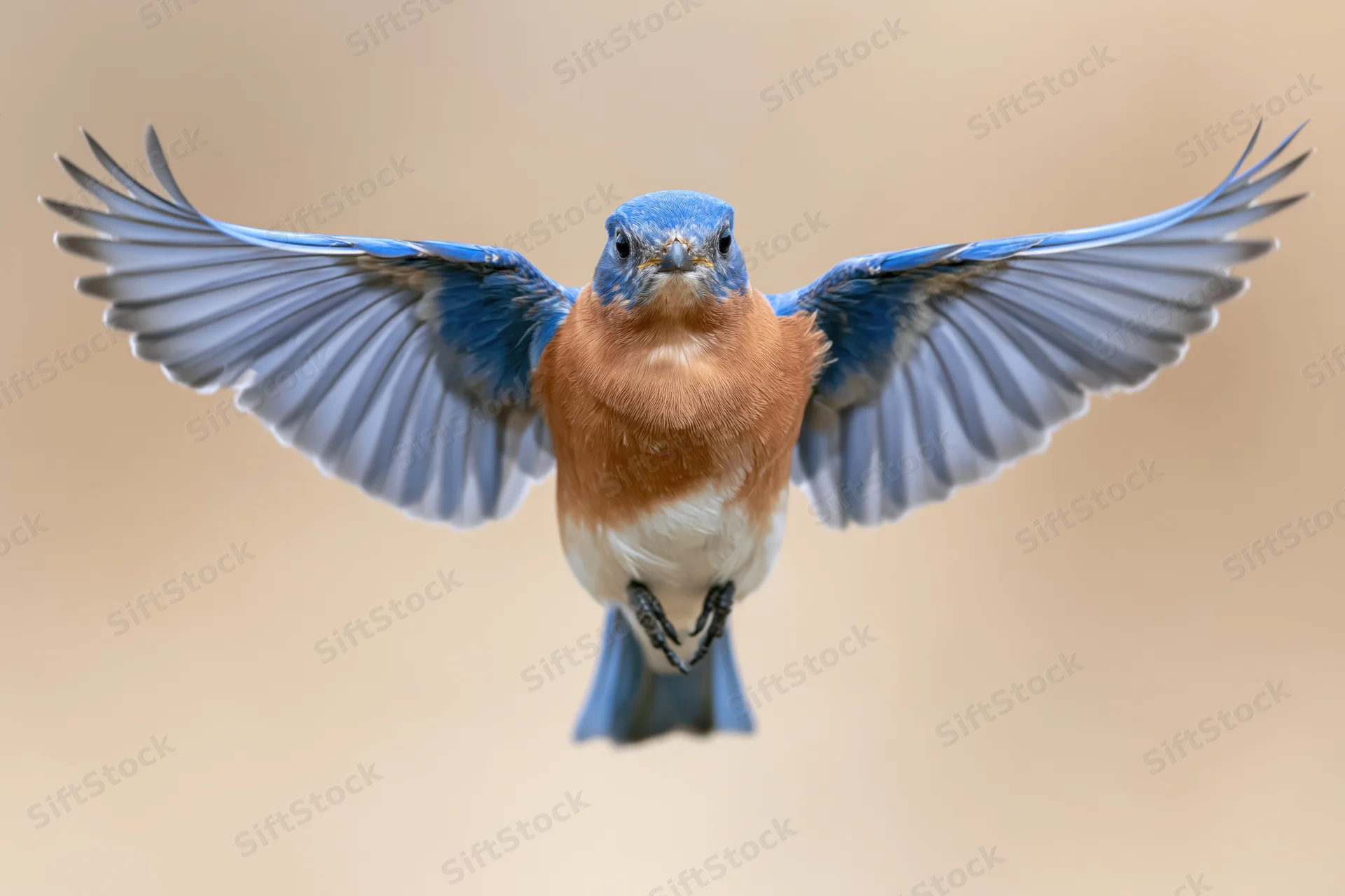 Male eastern bluebird hovering mid-flight with wings spread against soft blurred background