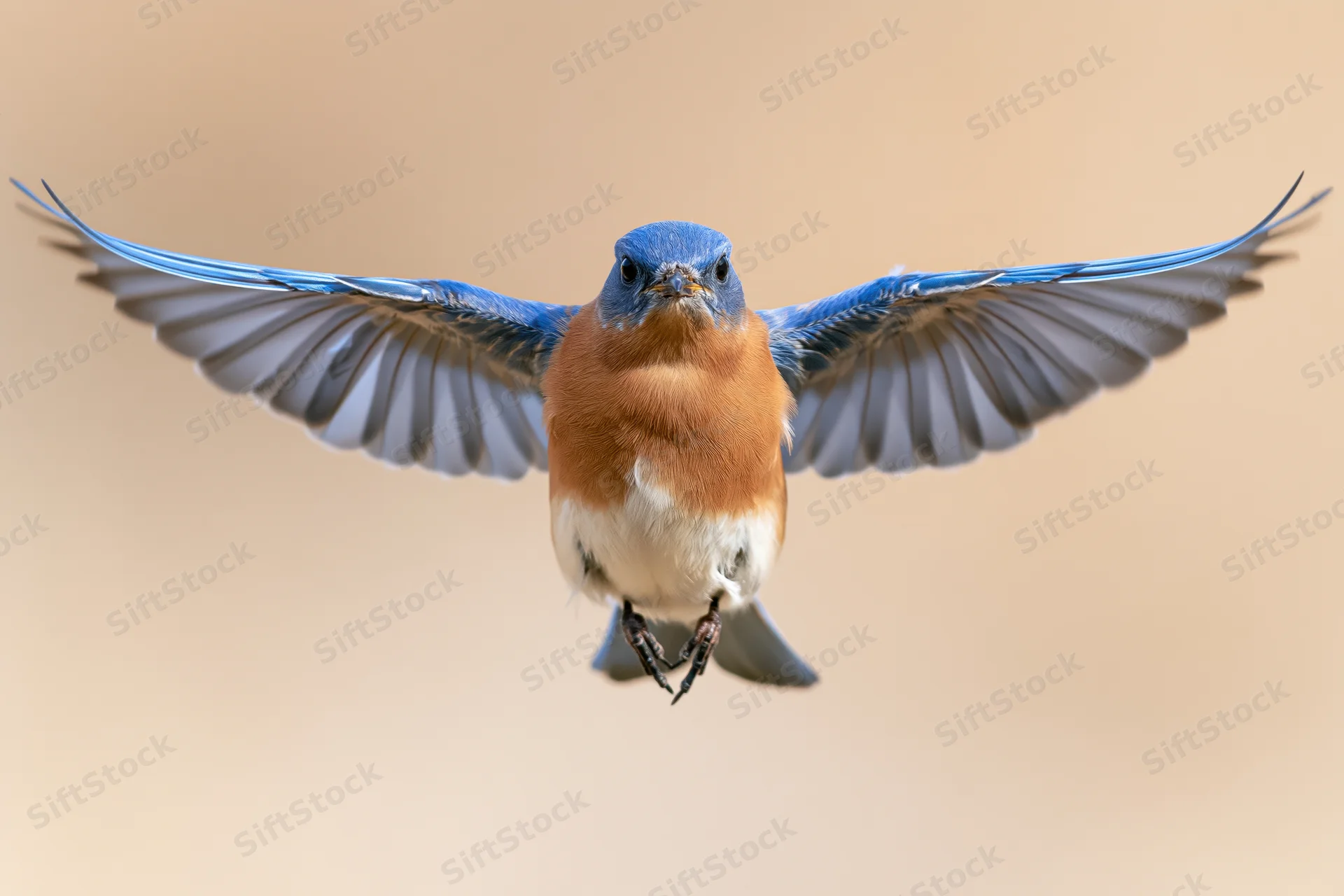 Male eastern bluebird hovering mid-flight with wings spread against a soft beige background