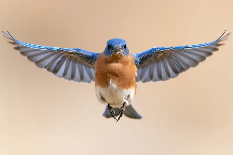 Male eastern bluebird hovering mid-flight with wings spread against a soft beige background
