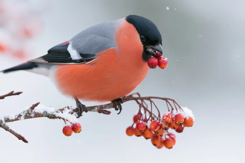 Male eurasian bullfinch perched on snow-dusted branch eating red berries in winter