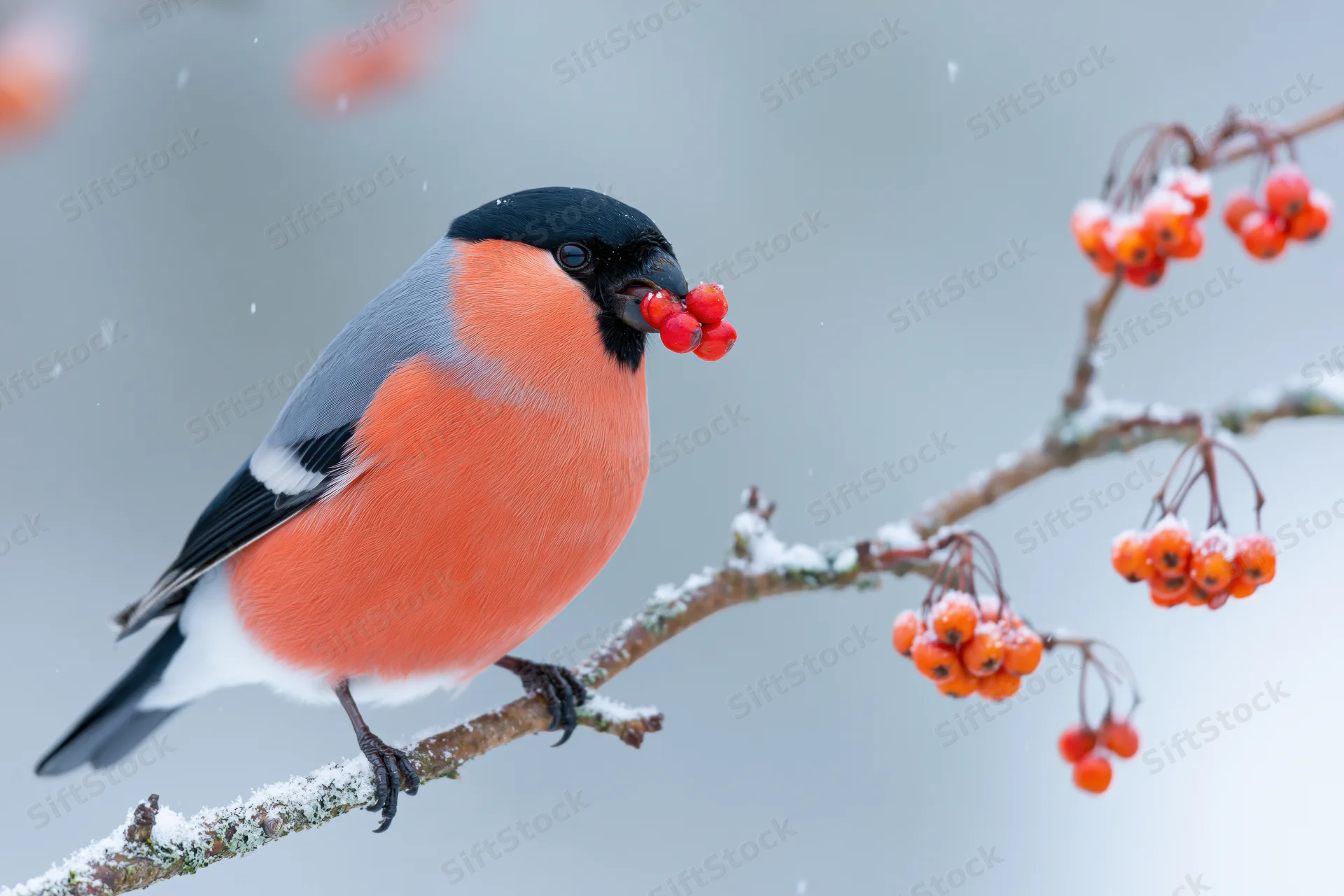 Male bullfinch perched on snow-dusted branch eating red berries