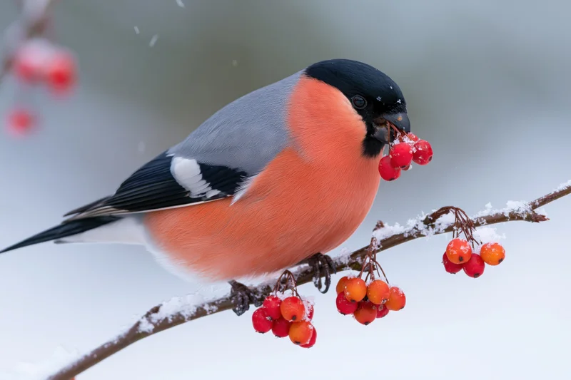 Male bullfinch perched on snow-dusted branch eating red berries in winter