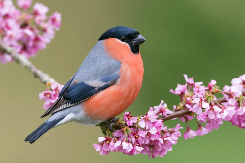 Male eurasian bullfinch perched on a cherry blossom branch in spring garden