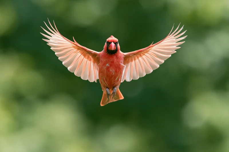Male northern cardinal in mid-flight with wings fully spread against a blurred green background