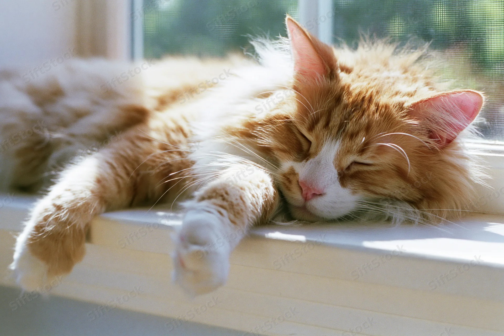 Fluffy orange and white cat sleeping stretched out on a windowsill in sunlight