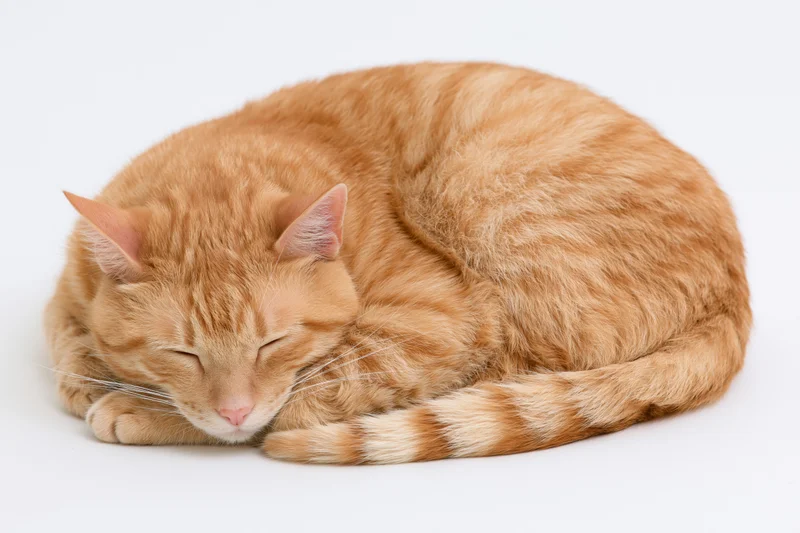 Orange tabby cat curled up sleeping with head resting on paws on white background