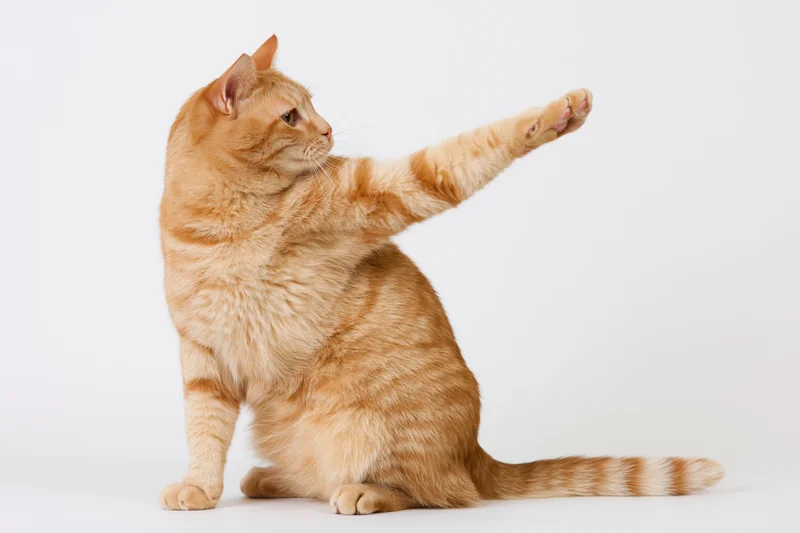 Orange tabby cat sitting upright with one front paw extended in a reaching gesture against a white background