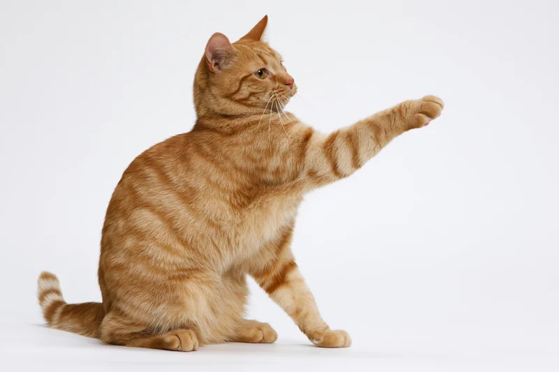 Orange tabby cat sitting upright and extending one front paw against white background