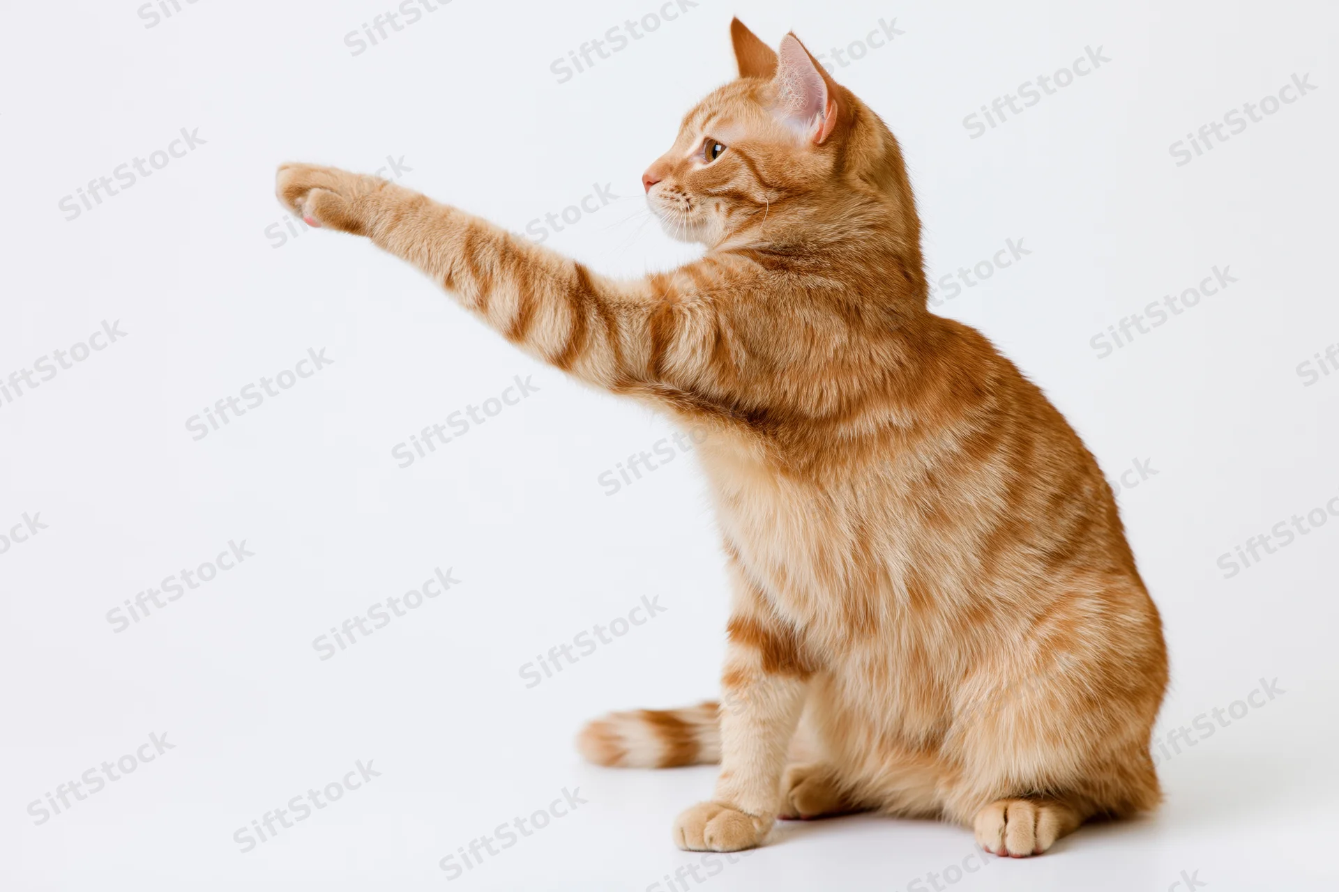Orange tabby cat sitting upright and reaching one front paw forward in a pointing gesture against a white background