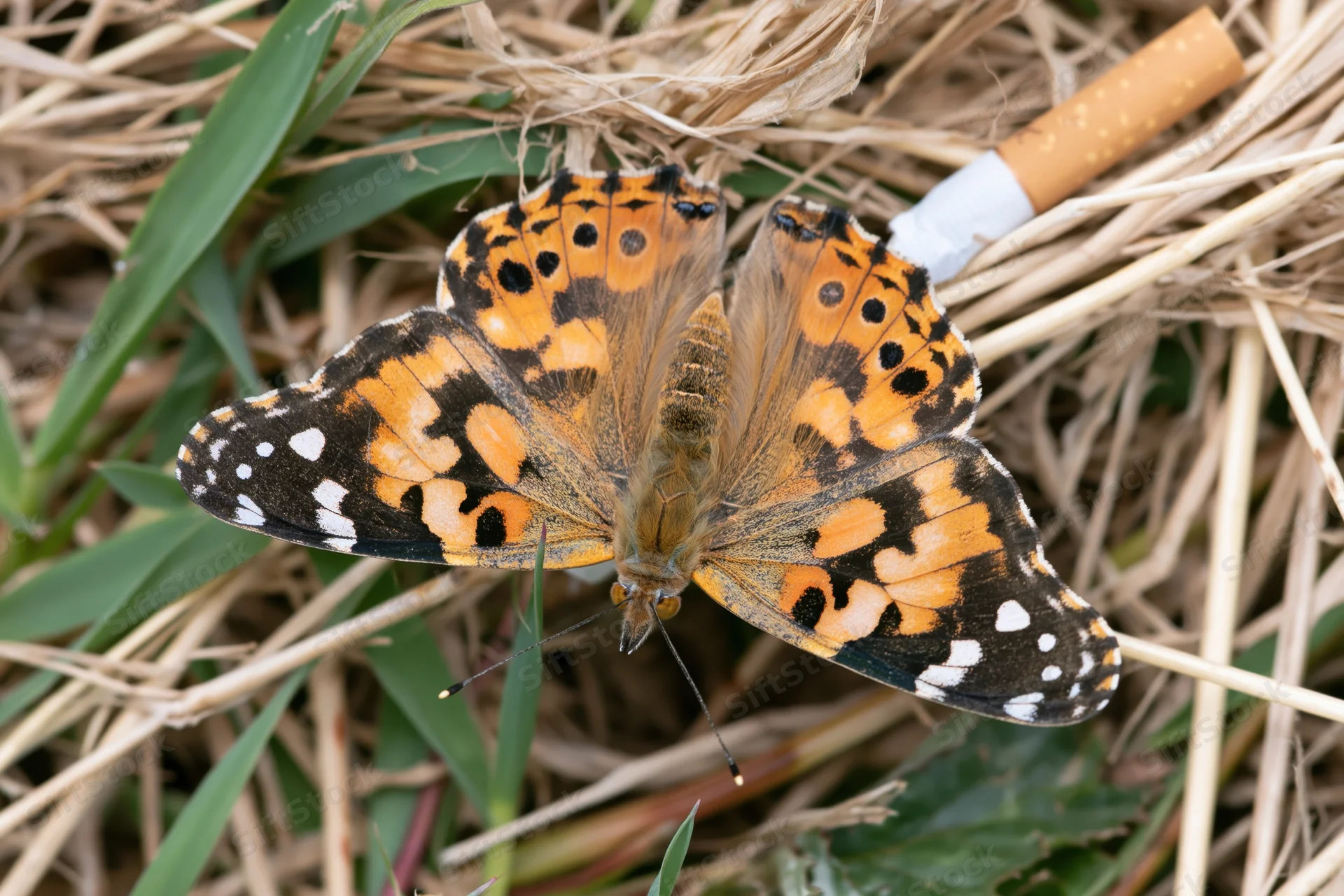 Painted lady butterfly resting with wings open on dry grass beside a discarded cigarette