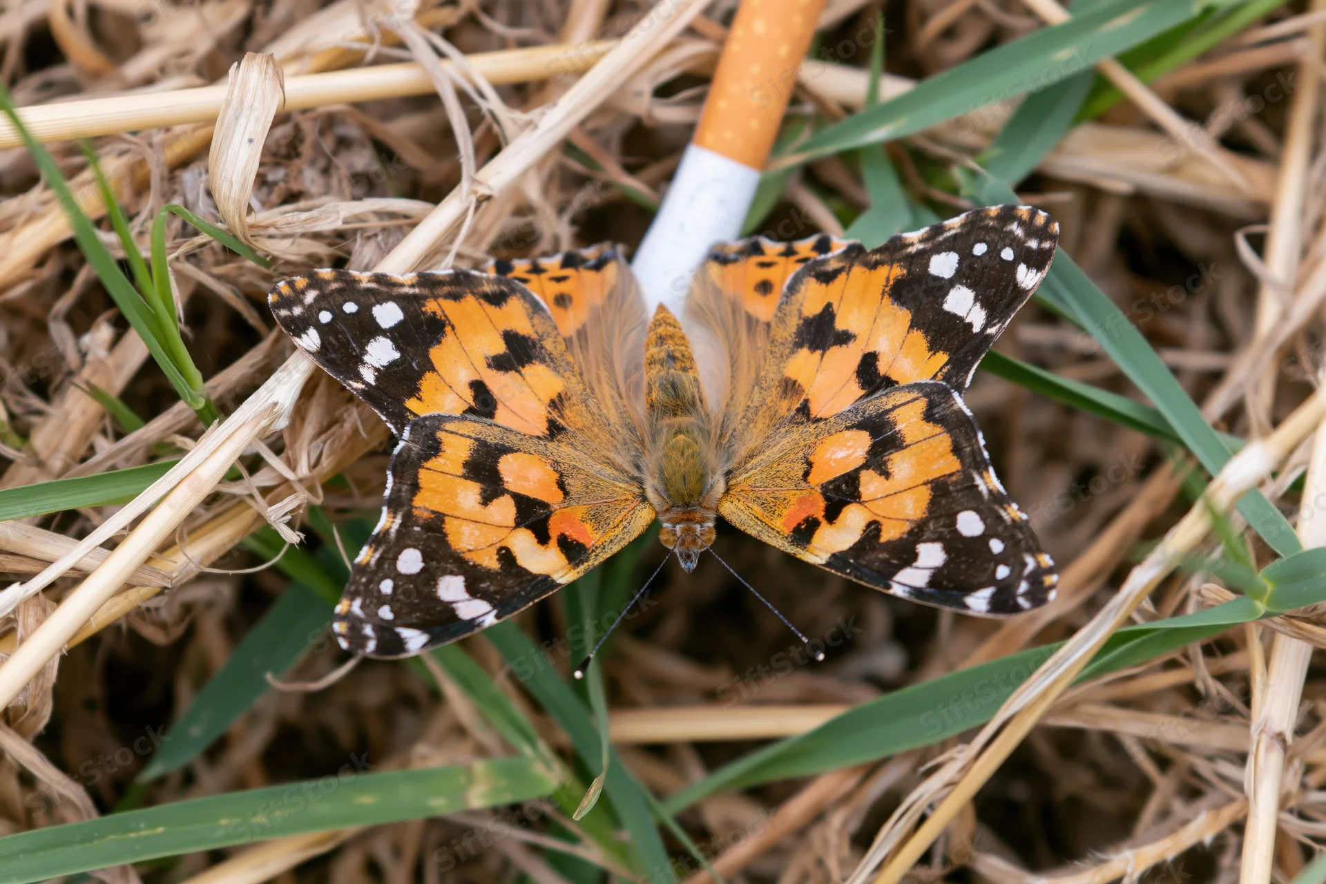 Painted lady butterfly resting with wings open on a discarded cigarette among grass and straw
