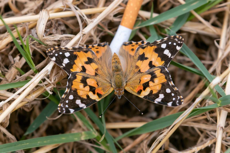 Painted lady butterfly resting with wings open on a discarded cigarette among grass and straw