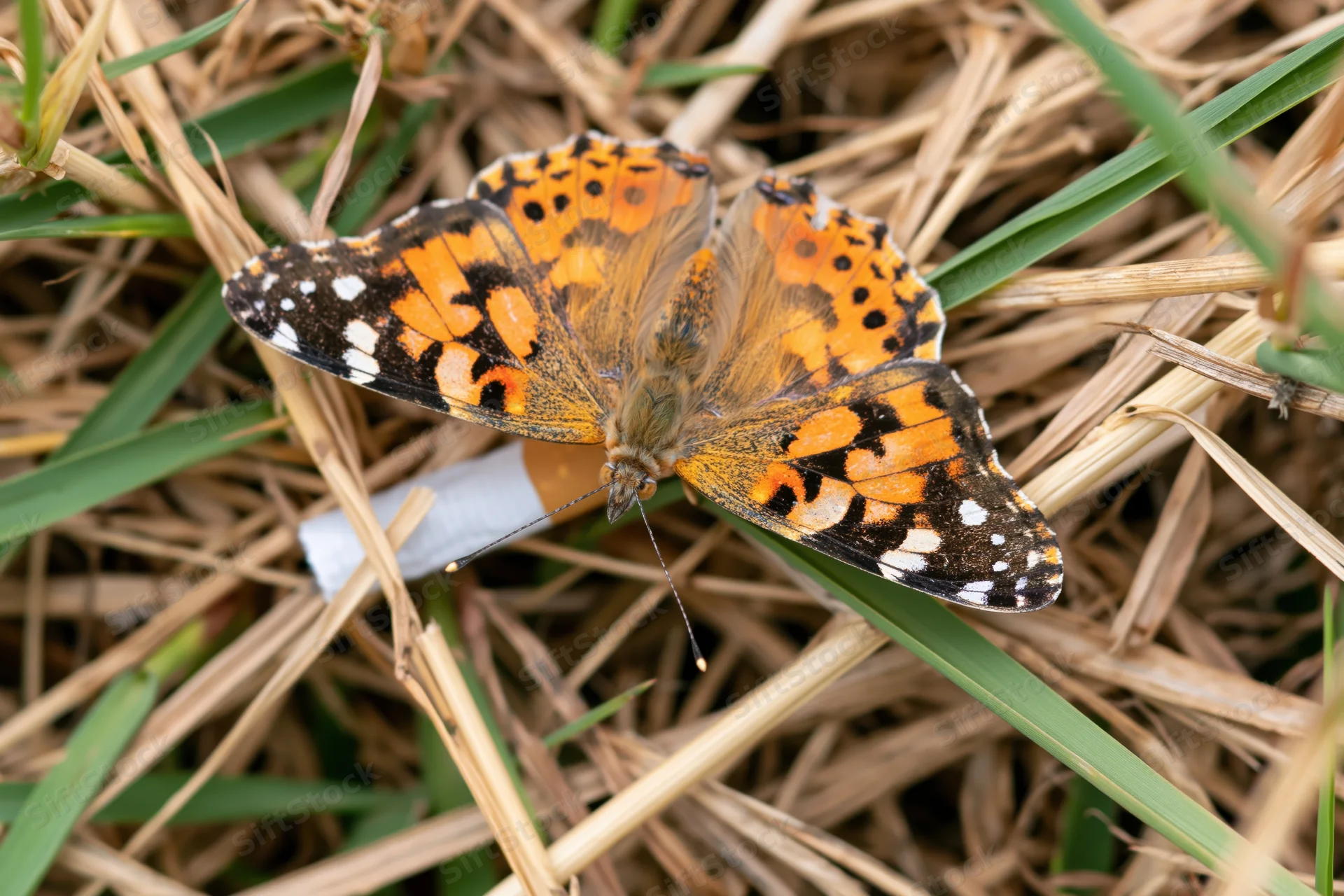 Painted lady butterfly resting with wings open on dry grass beside a discarded cigarette butt