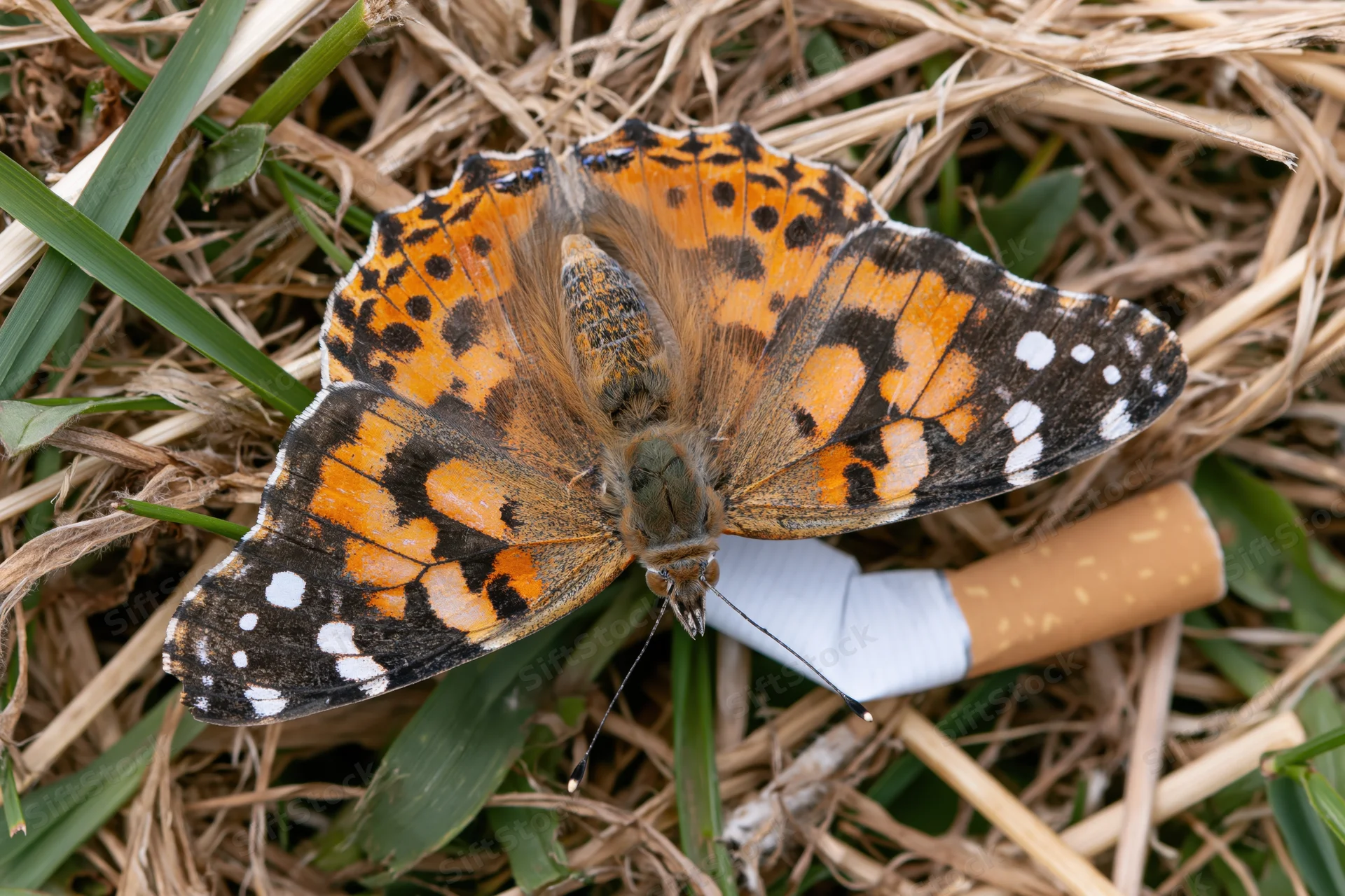 Painted lady butterfly resting with wings open on discarded cigarette among grass and straw