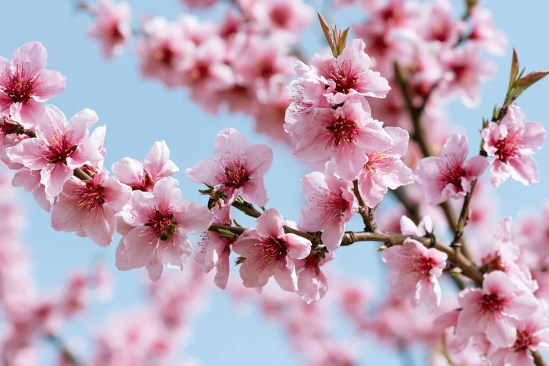 Peach tree branches with open pink blossoms and a small bee against a blue sky