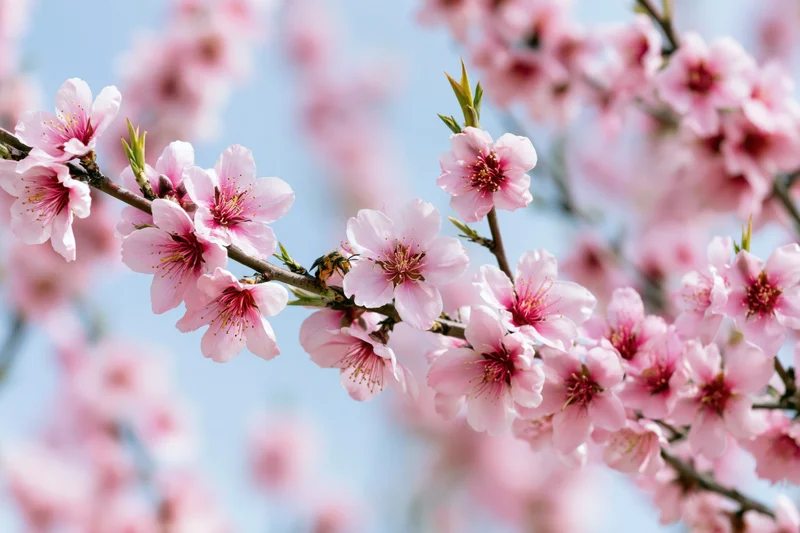 Peach blossoms in full bloom on branches against a blue sky with a bee visiting the flowers