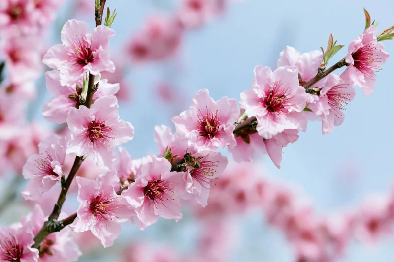 Peach blossoms in full bloom on branches with a bee pollinating against a blue sky