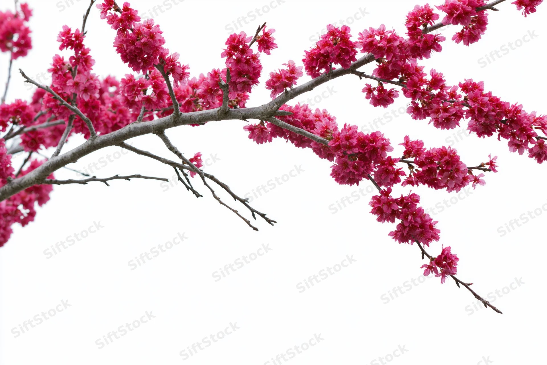 Plum blossom branch with clusters of deep pink flowers against white background