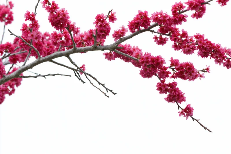 Plum blossom branch with clusters of deep pink flowers against white background
