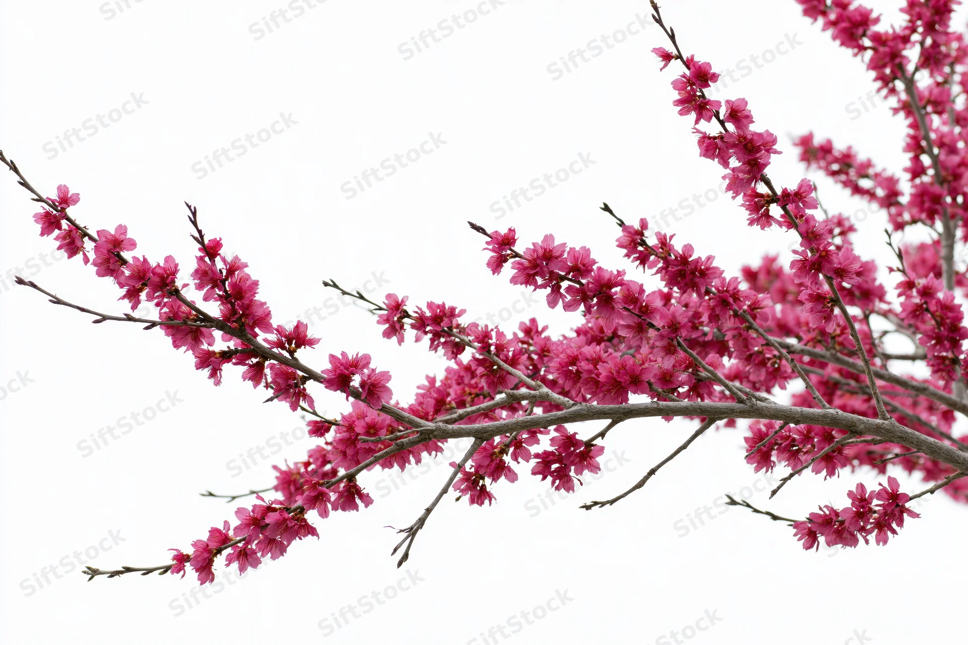Plum blossom branches with clusters of deep pink flowers against white background