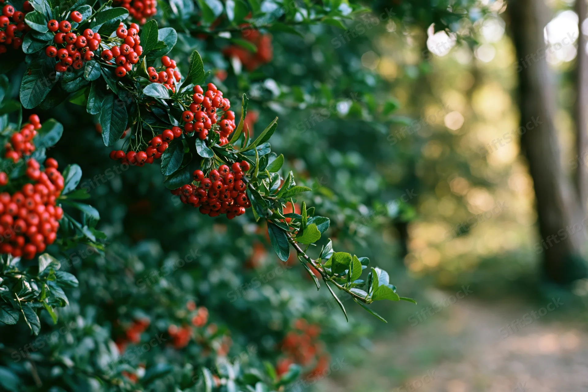 Pyracantha branch with clusters of red berries and green leaves in a garden setting