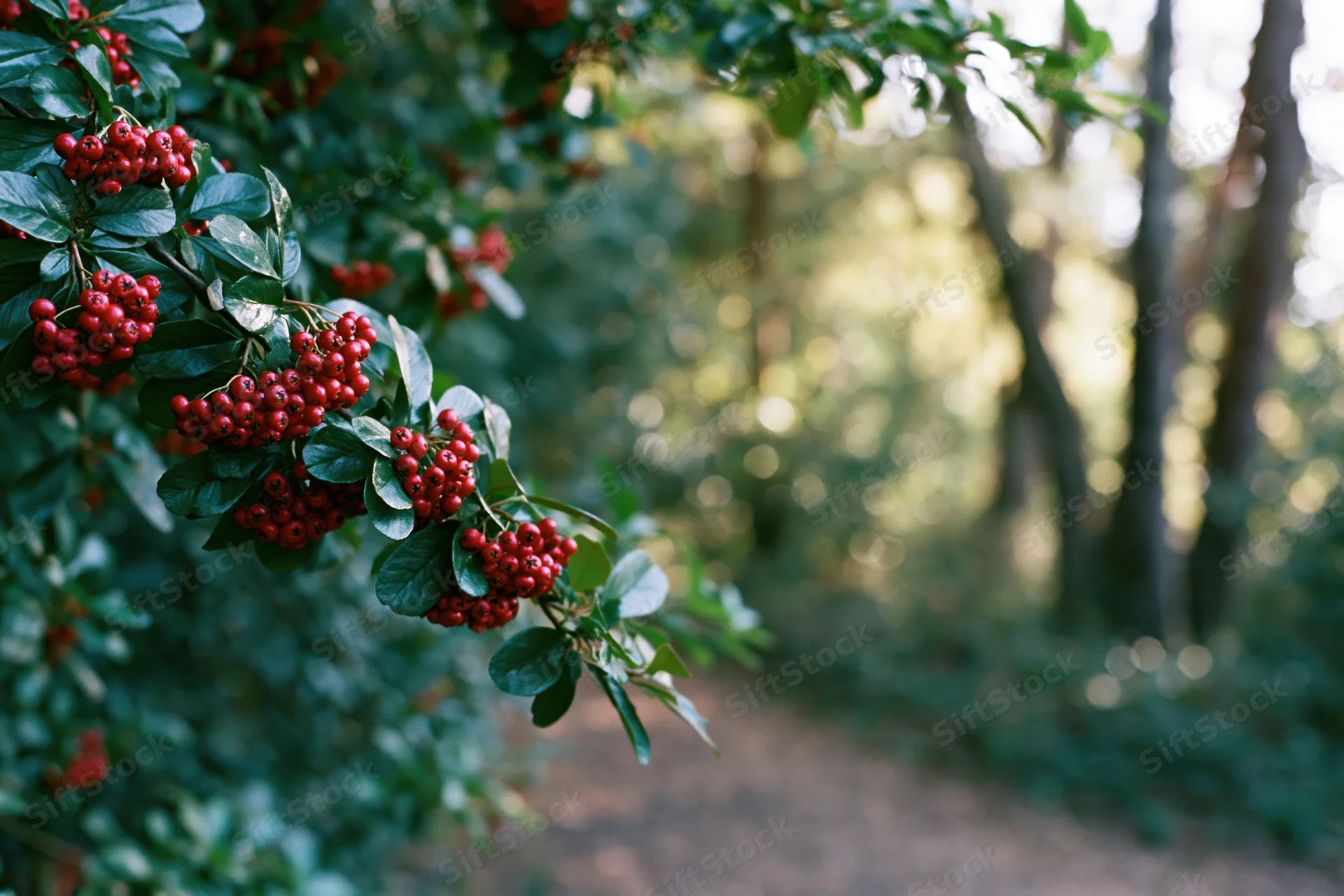 Pyracantha branch with clusters of red berries in a forest setting