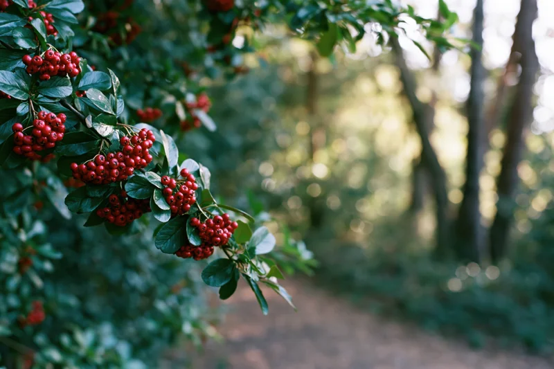Pyracantha branch with clusters of red berries in a forest setting