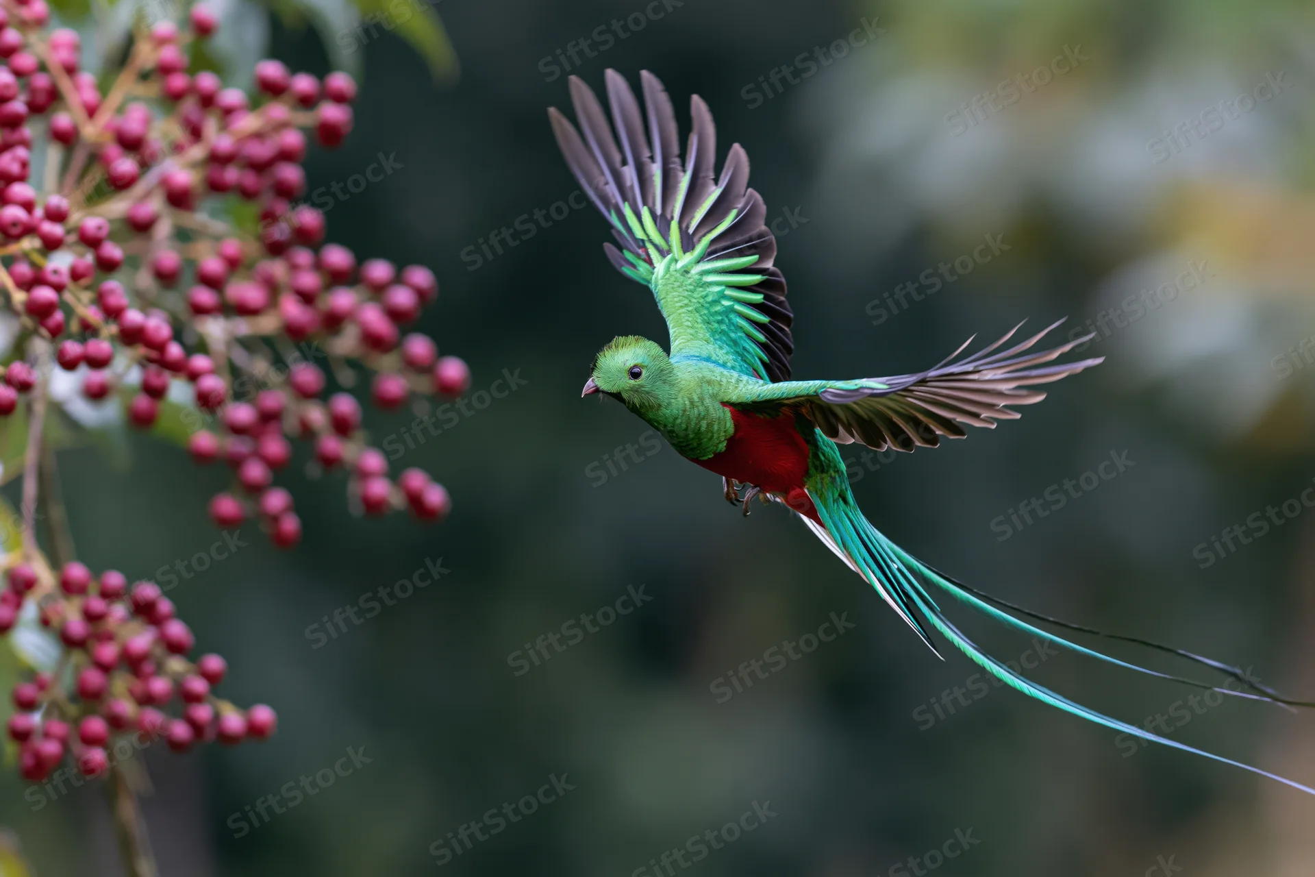 Resplendent quetzal in midflight with wings spread near red berries in jungle foliage