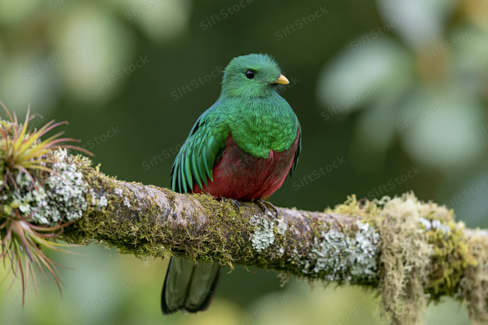 Resplendent quetzal perched on a thick moss-covered branch in a lush forest canopy