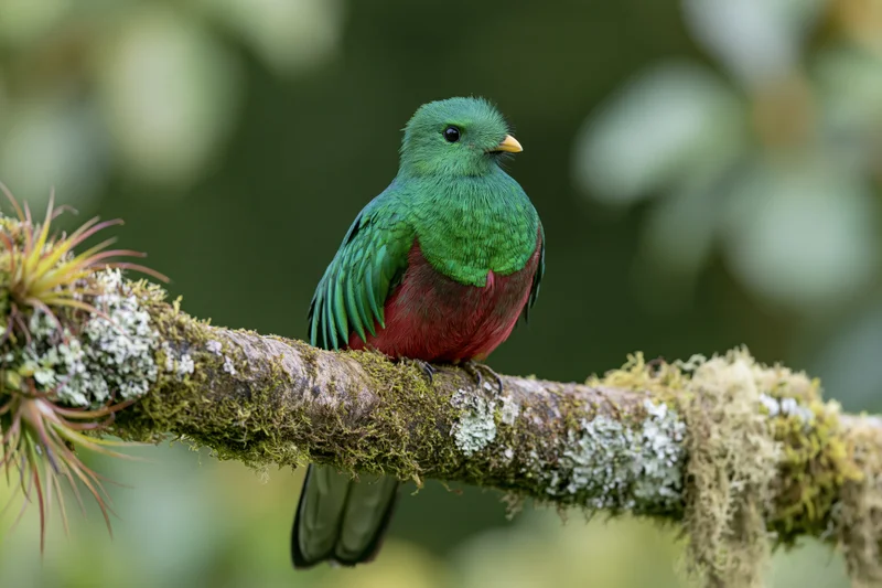 Resplendent quetzal perched on a thick moss-covered branch in a lush forest canopy