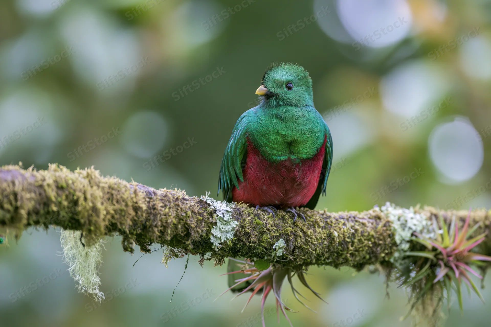 Resplendent quetzal perched on a moss-covered branch in a tropical forest