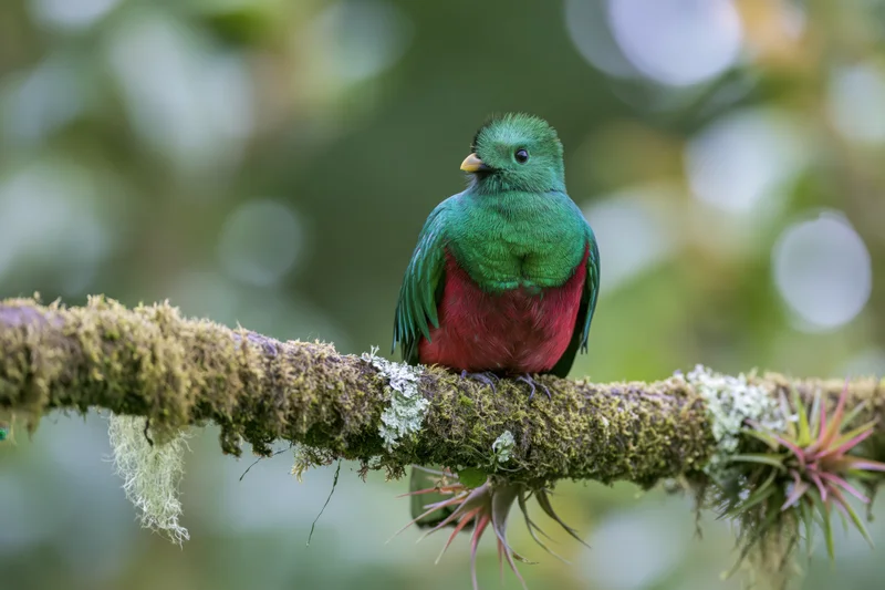 Resplendent quetzal perched on a moss-covered branch in a tropical forest