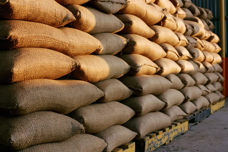 Rows of bulging burlap sacks stacked in tight columns on wooden pallets in a warehouse