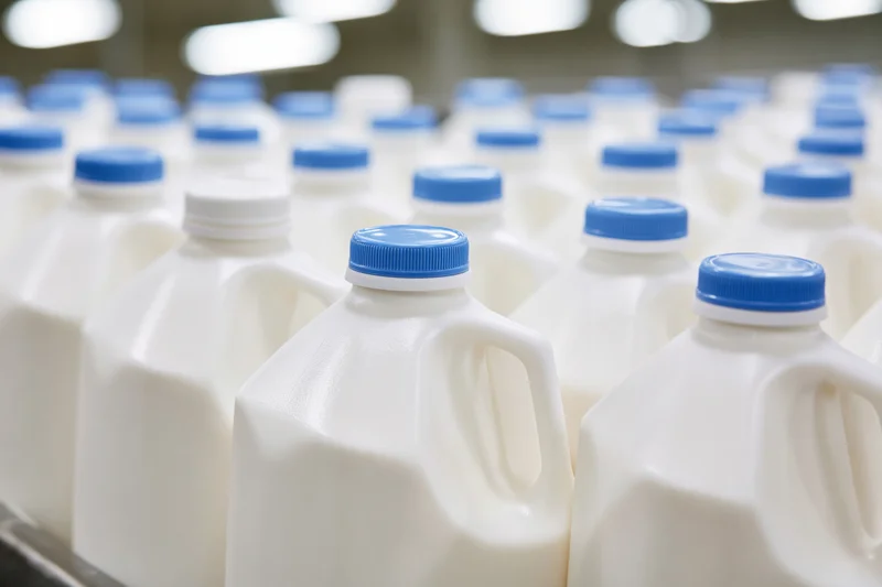 Rows of white plastic milk jugs with blue caps on a conveyor line in a dairy processing plant