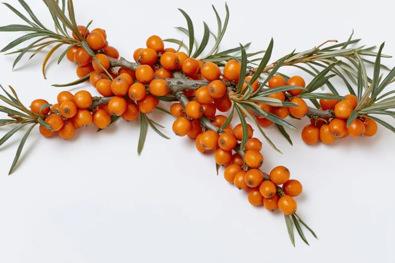 Sea buckthorn branch with clusters of orange berries on white background