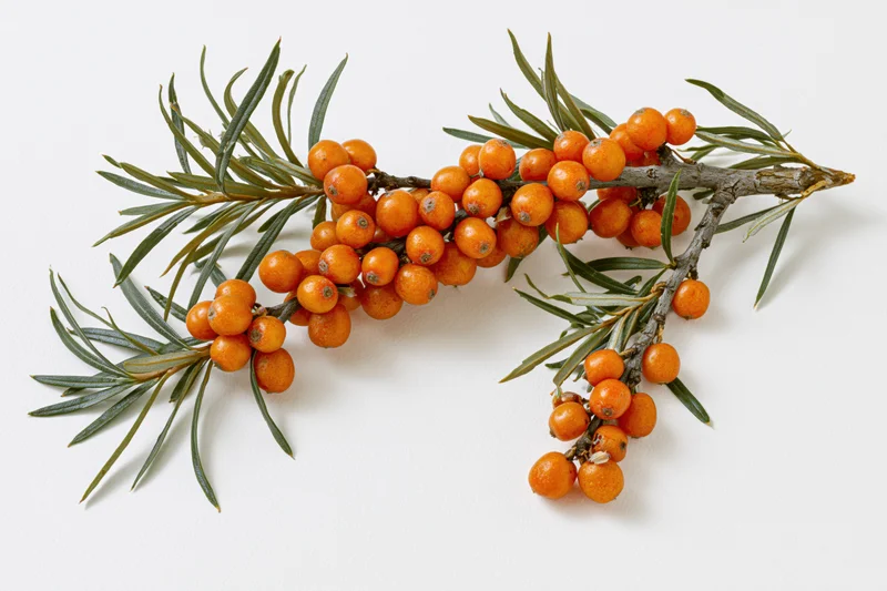 Sea buckthorn branch with clusters of orange berries and green leaves on white background