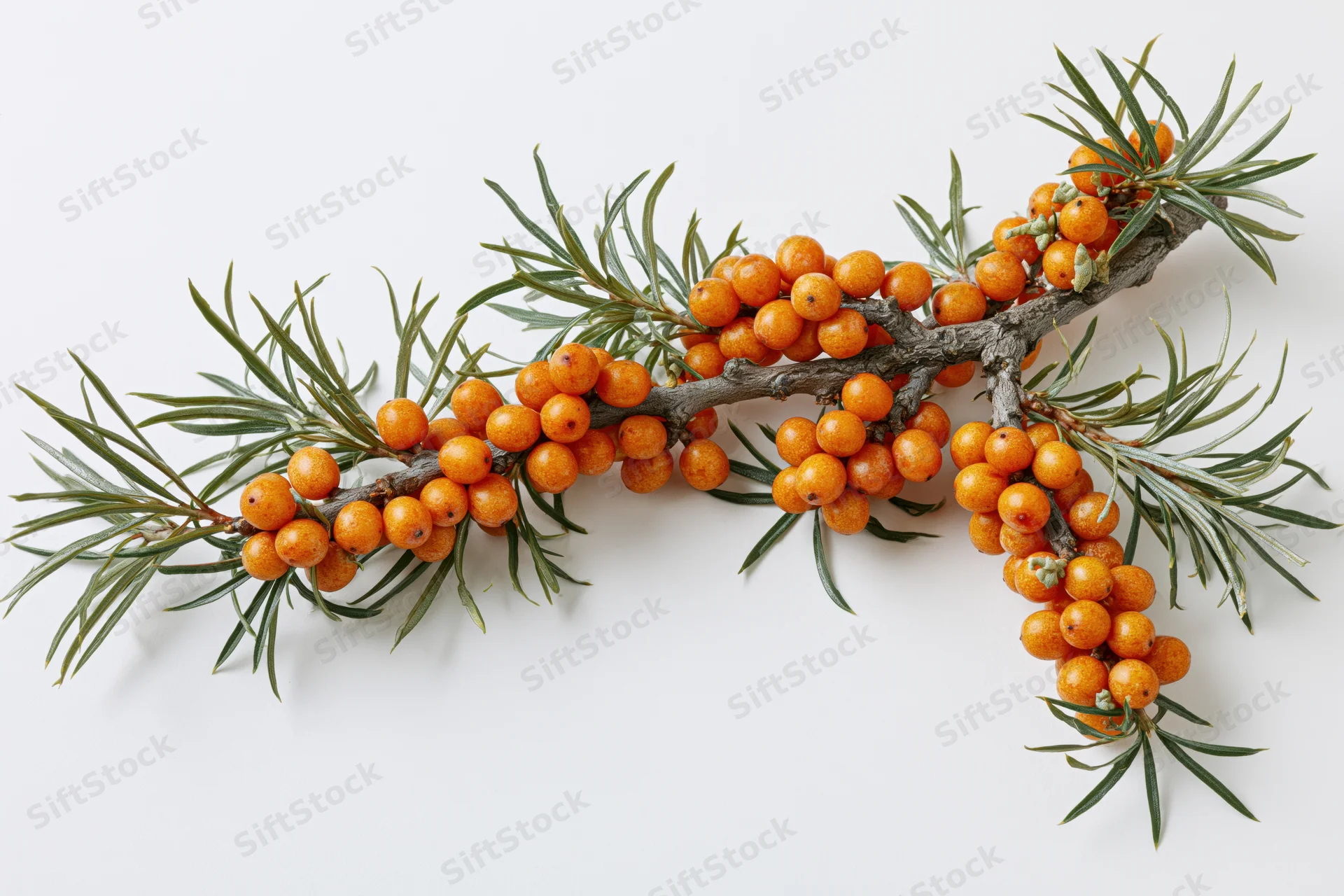 Sea buckthorn branch with clusters of orange berries and green leaves on white background