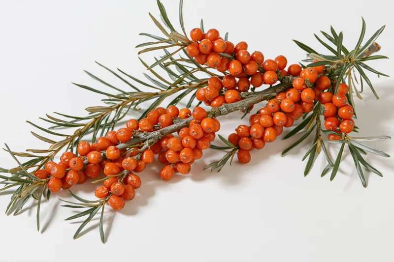 Sea buckthorn branch with clusters of orange berries and green leaves on white background