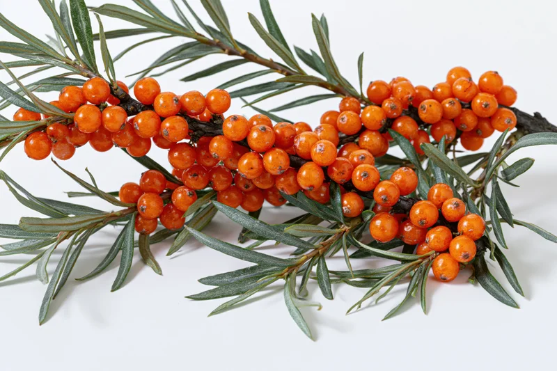 Sea buckthorn branch with dense clusters of orange berries and green leaves on white background