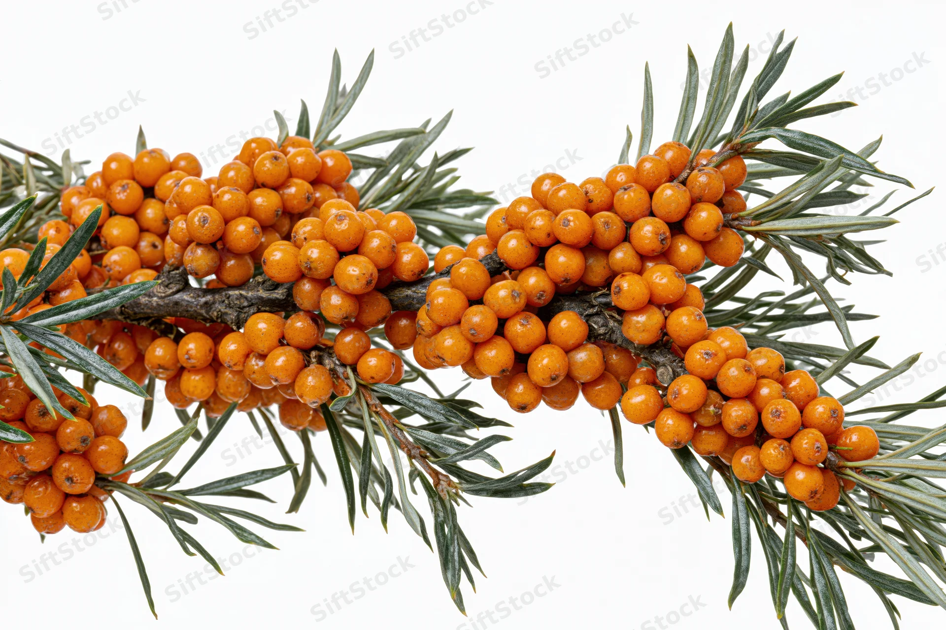 Sea buckthorn branch with dense clusters of orange berries and green leaves on white background